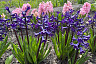 В Саратове распустились цветы добродетели и любви
