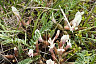 В Саратове цветут степной миндаль и дикие ирисы