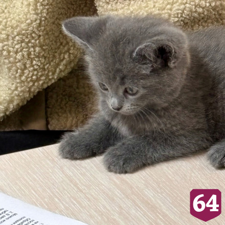 Саратовские ветеринары за один прием «сменили пол» котенку Тошке